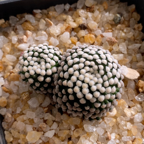双头松针牡丹3.7cm591