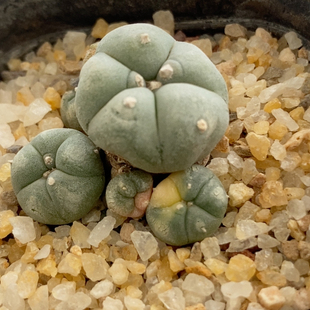 崽带锦海鲜群3.4cm633