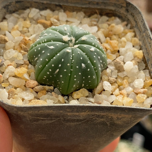 海星实生兜2.6cm301