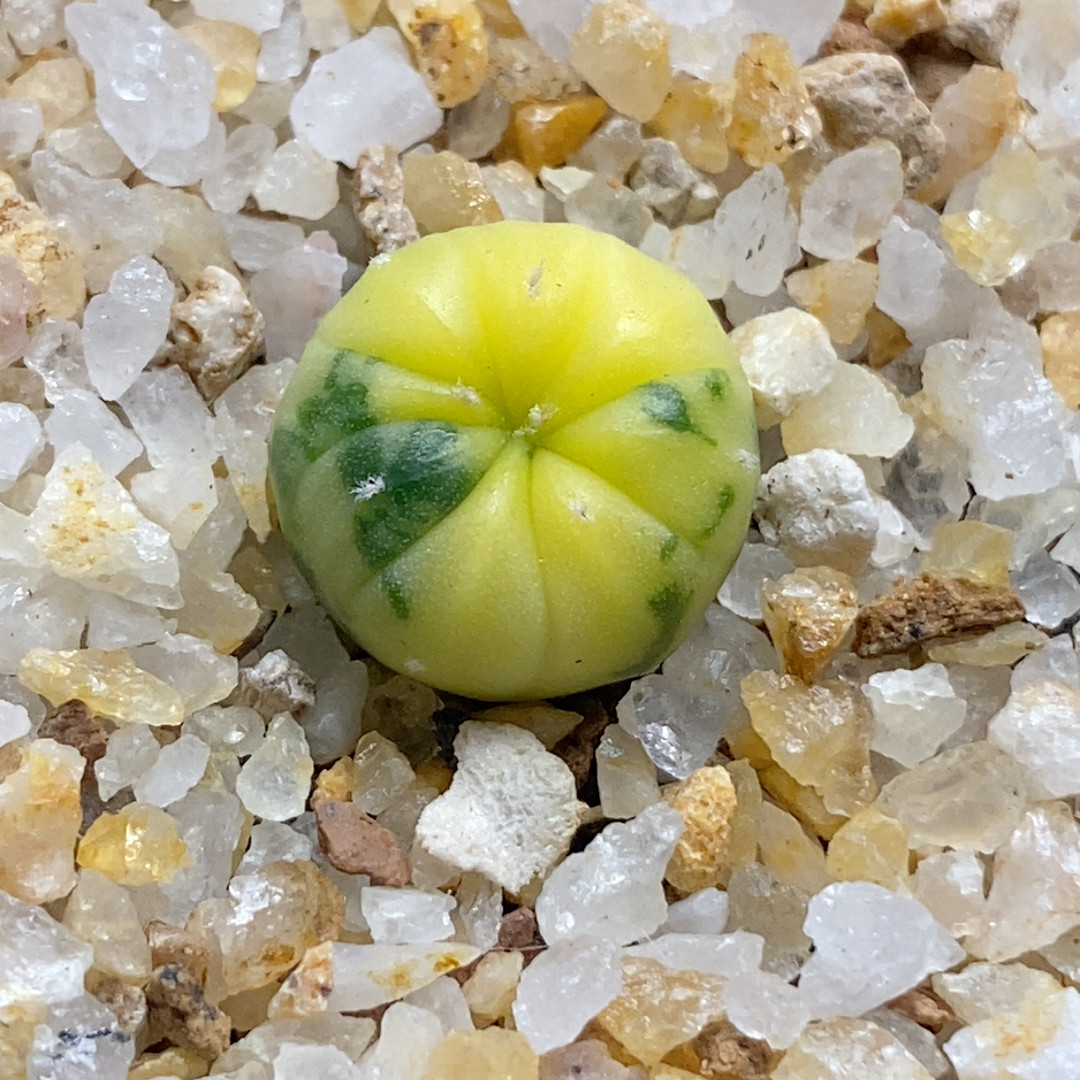 散斑兜锦实生1.2cm335,鲜花速递/花卉仿真/绿植园艺,多肉植物,淘宝优惠券,粉丝福利购,淘宝优惠卷