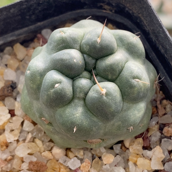 无刺象芽3.4cm481,鲜花速递/花卉仿真/绿植园艺,多肉植物,淘宝优惠券,粉丝福利购,淘宝优惠卷