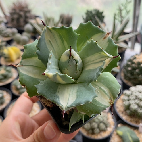 王妃白中斑龙舌兰7.8cm206