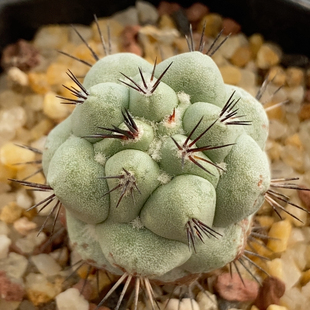 日系大疣帝王丸一代侧芽2.9cm473