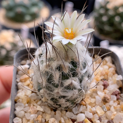 迪克森实生娇丽玉2.6cm502