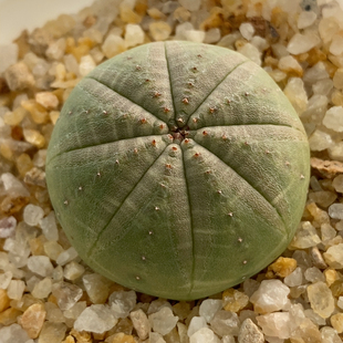 欧系布纹球实生3.3cm607