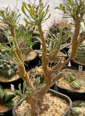 黑鬼殿厚敦菊实生11.8cm199