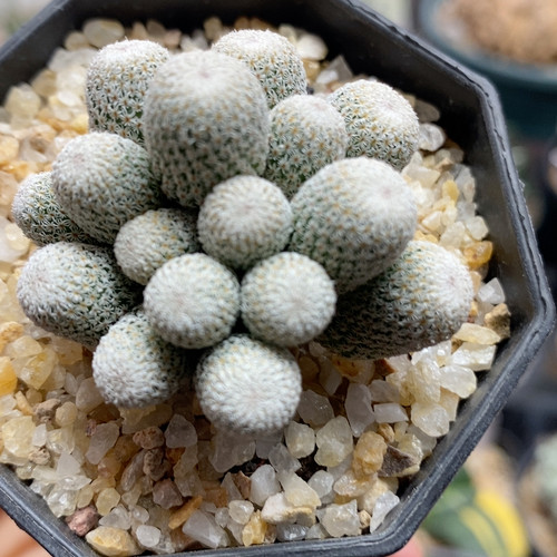 月世界群4.3cm216