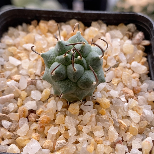 炭刺升云龙实生2cm227