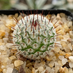 实生直刺佩雷2cm853