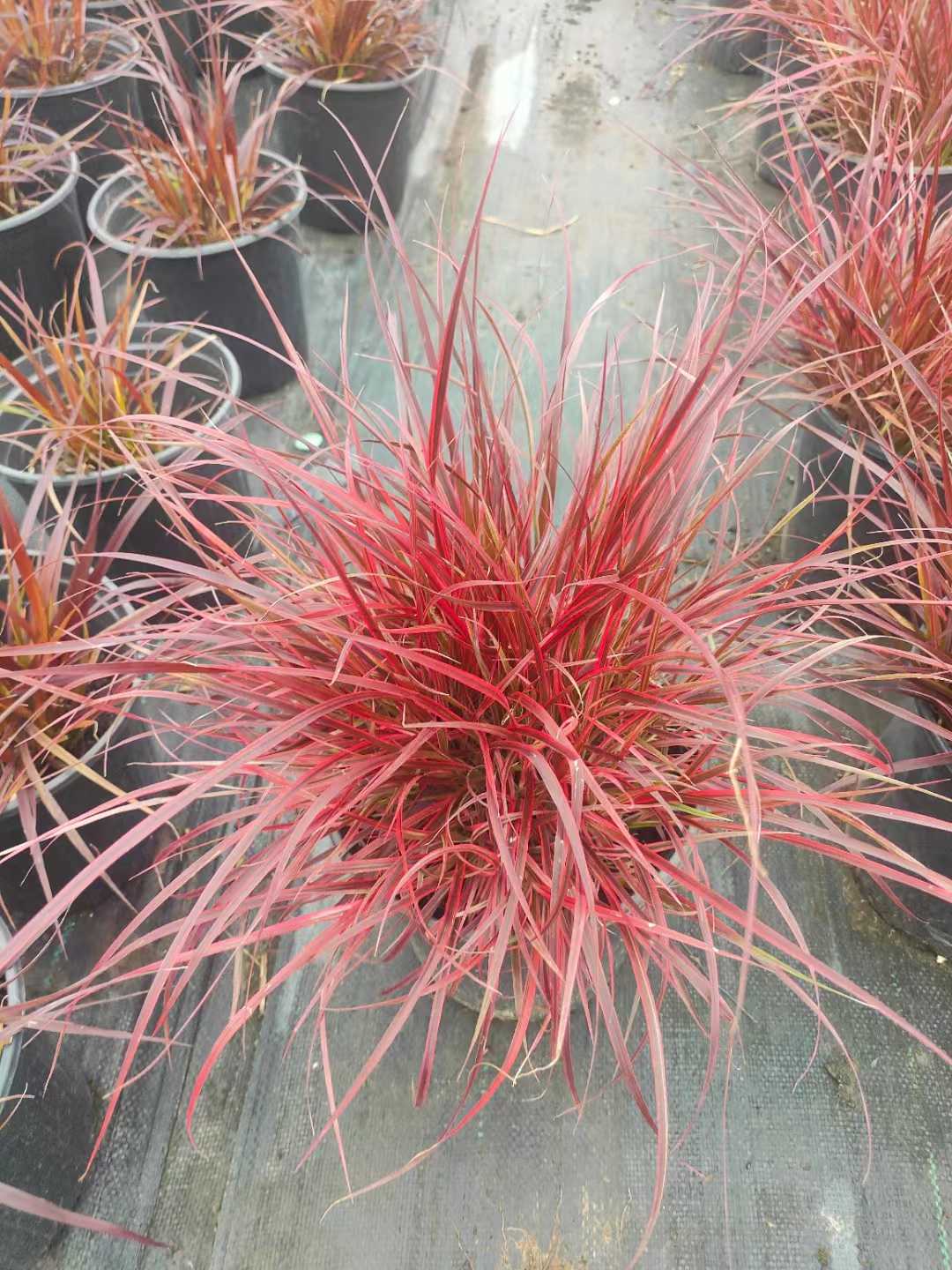 火焰狼尾草喜光耐旱耐寒性强多年生草本宿根丛生观赏狼尾草紫色