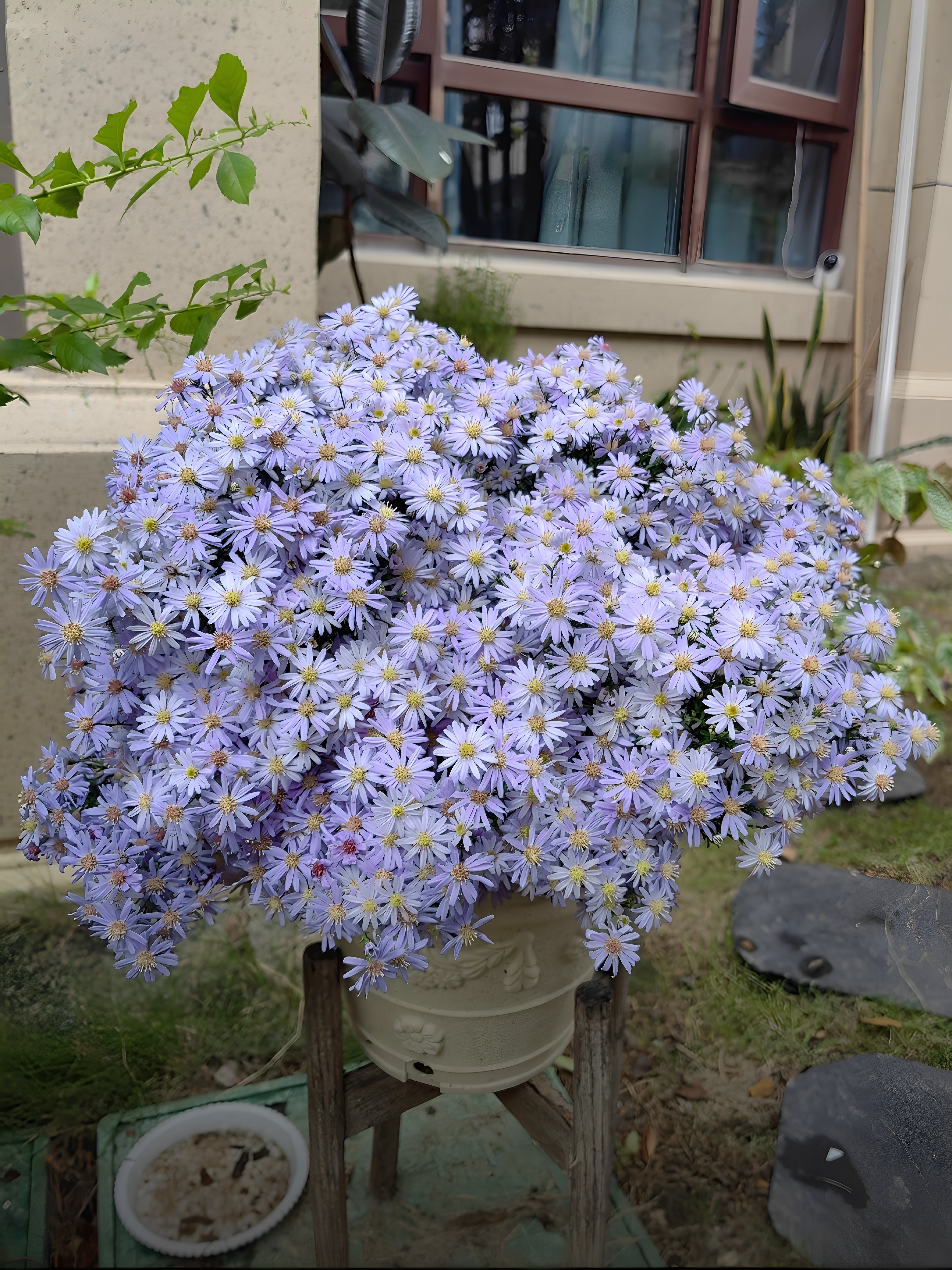 荷蘭菊小卡羅盆栽耐熱耐寒多年生陽臺庭院植物花卉易養(yǎng)活花期長