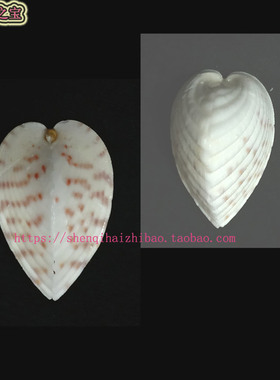 海螺贝壳（所见即所得）3.1CM 心形 鸡心蛤螺 标本收藏11181