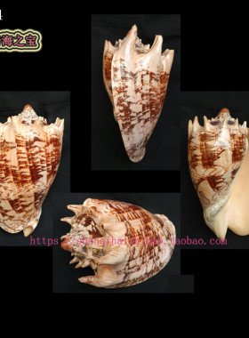 大海螺贝壳（一图一物）19CM深色 帝王涡螺 家居装饰10924
