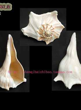 大海螺13.5 CM 左旋螺 右旋螺 白色螺 家居装饰摆设 风水螺11193