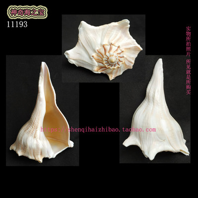 天然风水螺佛坛供品白色