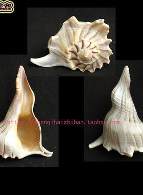 大海螺9.5 CM 左旋螺 右旋螺 白色螺 家居装饰摆设 风水螺11199