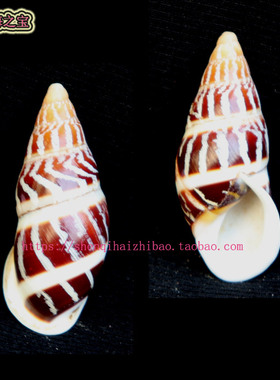 海螺贝壳（所见即所得）4.2CM树  蜗牛  标本 收藏11391