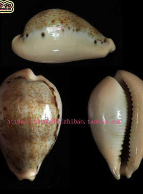 海螺贝壳（所见即所得) 3.6CM  玉女宝螺 收藏 标本 133