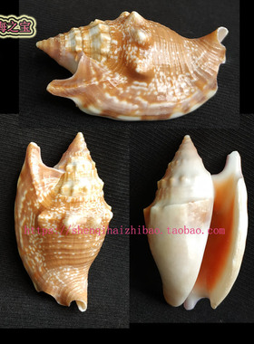 海螺贝壳（一图一物）6.2CM 绯袖凤凰螺 标本10996