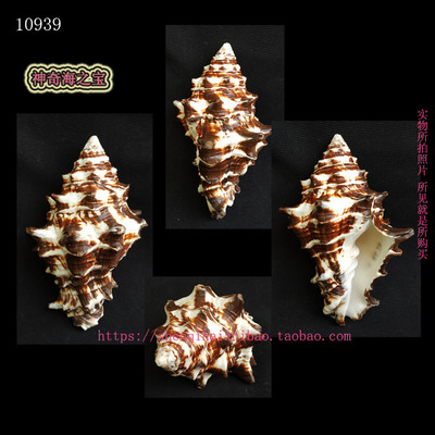 大海螺特大号天然标本收藏