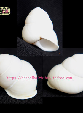 海螺贝壳（所见即所得）4CM 白化 蜗牛 白色 标本收藏11366