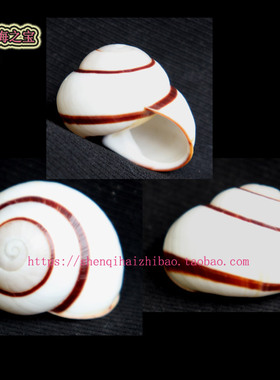 海螺贝壳（所见即所得）3.4CM  蜗牛  标本收藏11332