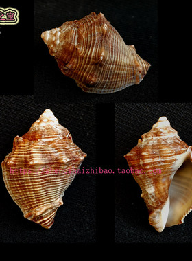 海螺贝壳（一图一物）3.6CM 粗梨香螺    标本 收藏 11455