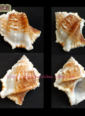 海螺标本（所见即所得）6CM 赤蛙螺 变形标本 奇形怪状螺体 11431