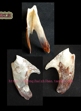 海螺贝壳（一图一物）8.5CM 鸭丁蛎  标本收藏 10985