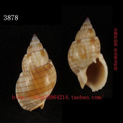 海螺贝壳（对图版发货）3.8CM  金丝织纹螺 天然标本光泽强 3878