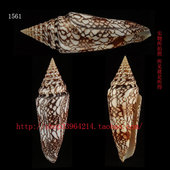 收藏品 标本收集 14.4CM 荣光芋螺 1561 印度洋 海螺贝壳