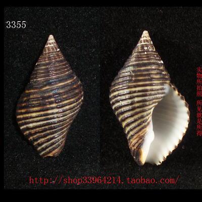 对图海螺贝壳海螺贝壳