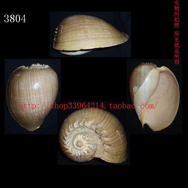 海螺贝壳 对图发货)原生态带原皮涡 24.9CM 皇冠椰子涡螺  3804