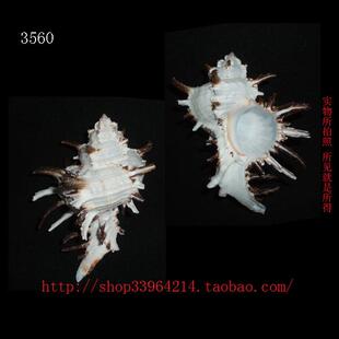 标本收藏 海螺贝壳 高苣骨螺 12CM 3560 对图发货