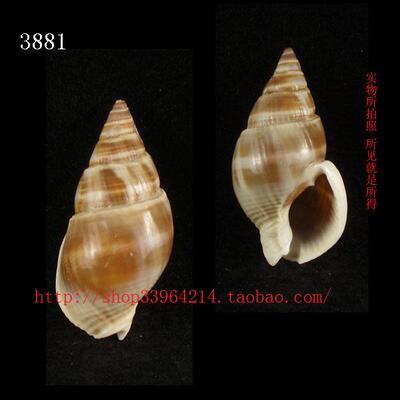 海螺贝壳（所见即所得）3.6CM 光滑灰织纹螺  标本 寄居蟹壳 3881