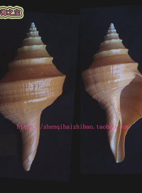 海螺 澳洲大香螺 25CM寺庙 号角 吹 螺号 道具乐器 家居装饰10651