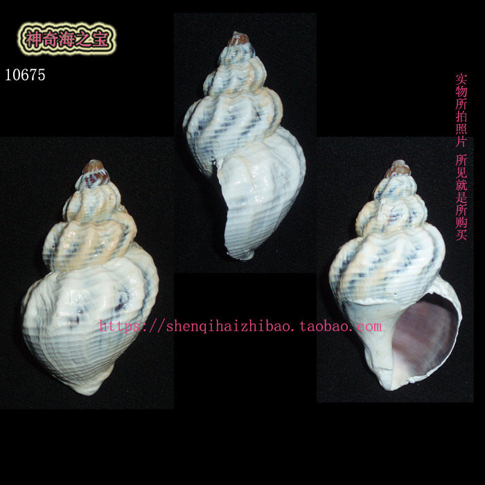 海螺贝壳（一图一物）7.2CM  纵肋峨螺  标本收藏10375