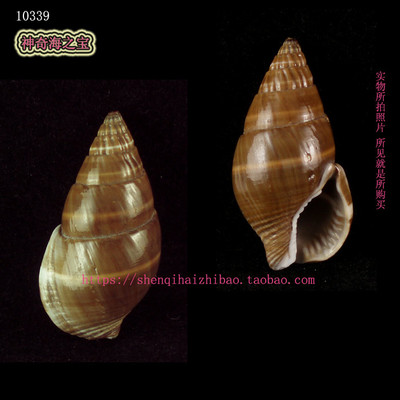 海螺贝壳 （所见即所得）4.3CM  黑织纹螺 标本收藏寄居㙰壳10339