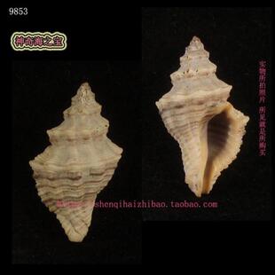 一图一物 收藏 3.4CM 标本 9853 纪伊嵌线螺 海螺贝壳