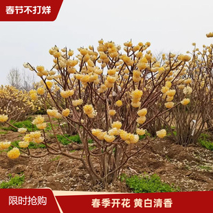 庭院植物结香苗结香花苗木花卉金腰袋打结花梦冬花浓香树苗可盆栽