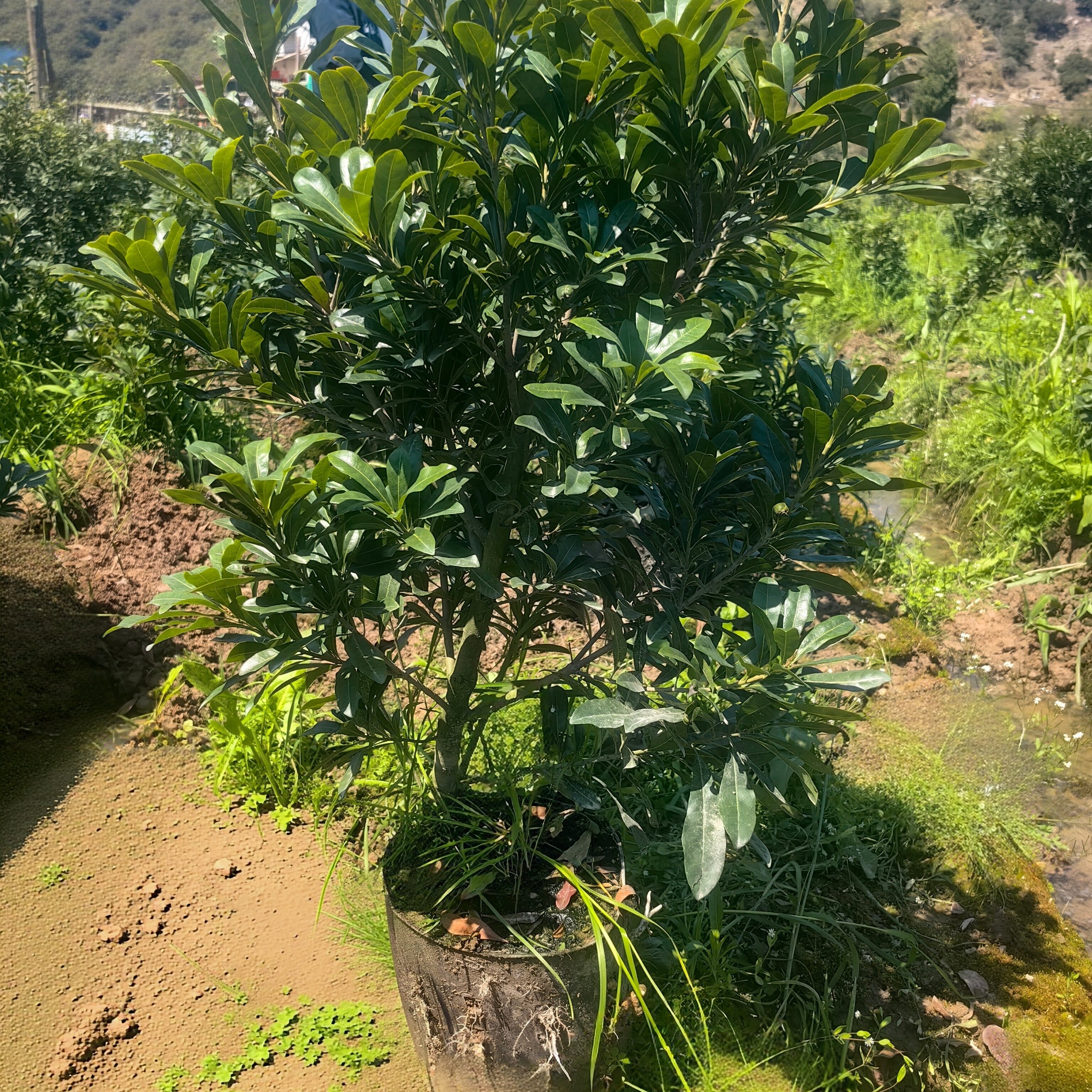仙居东魁杨梅嫁接苗3年带杯黑炭