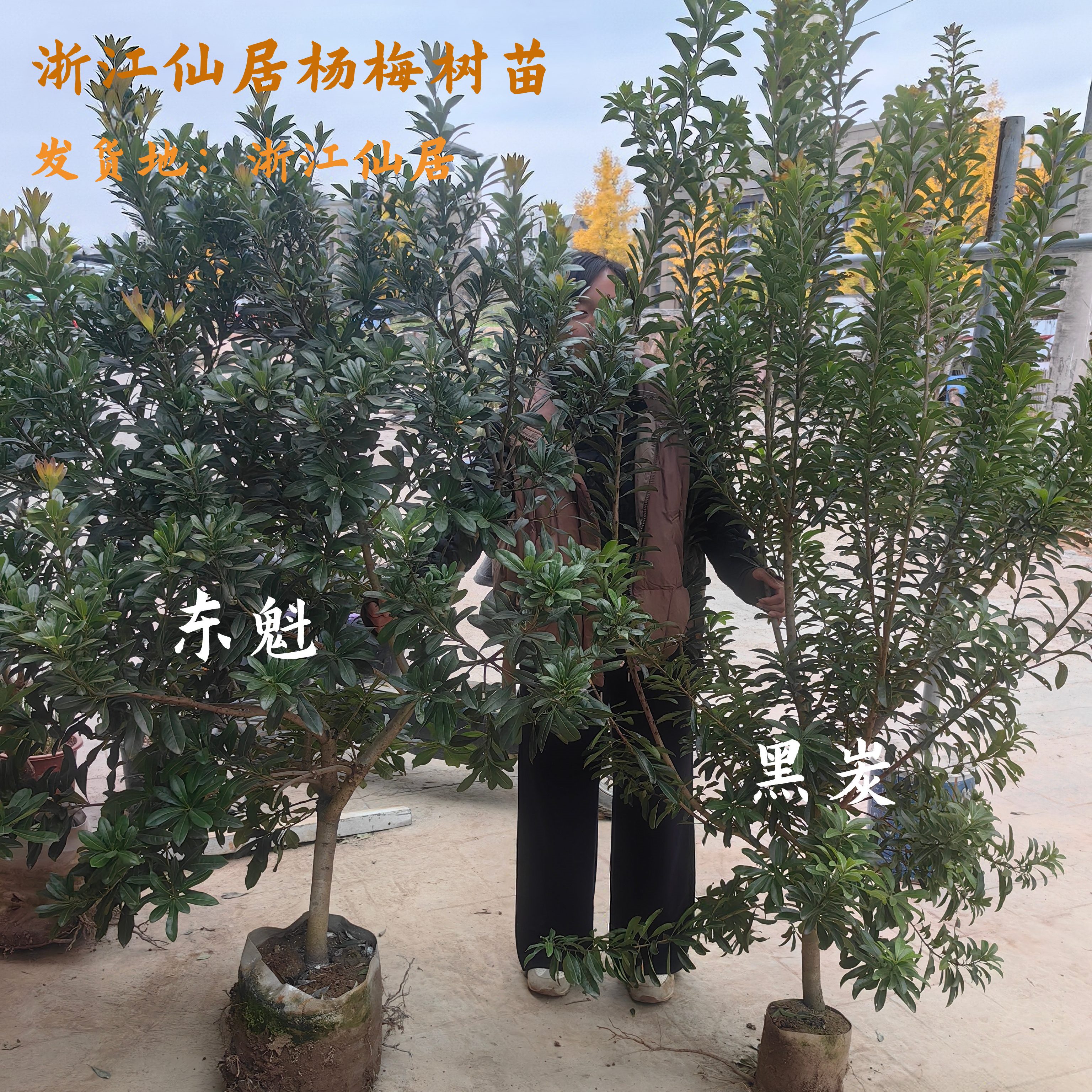 仙居东魁杨梅树苗5年嫁接苗带杯
