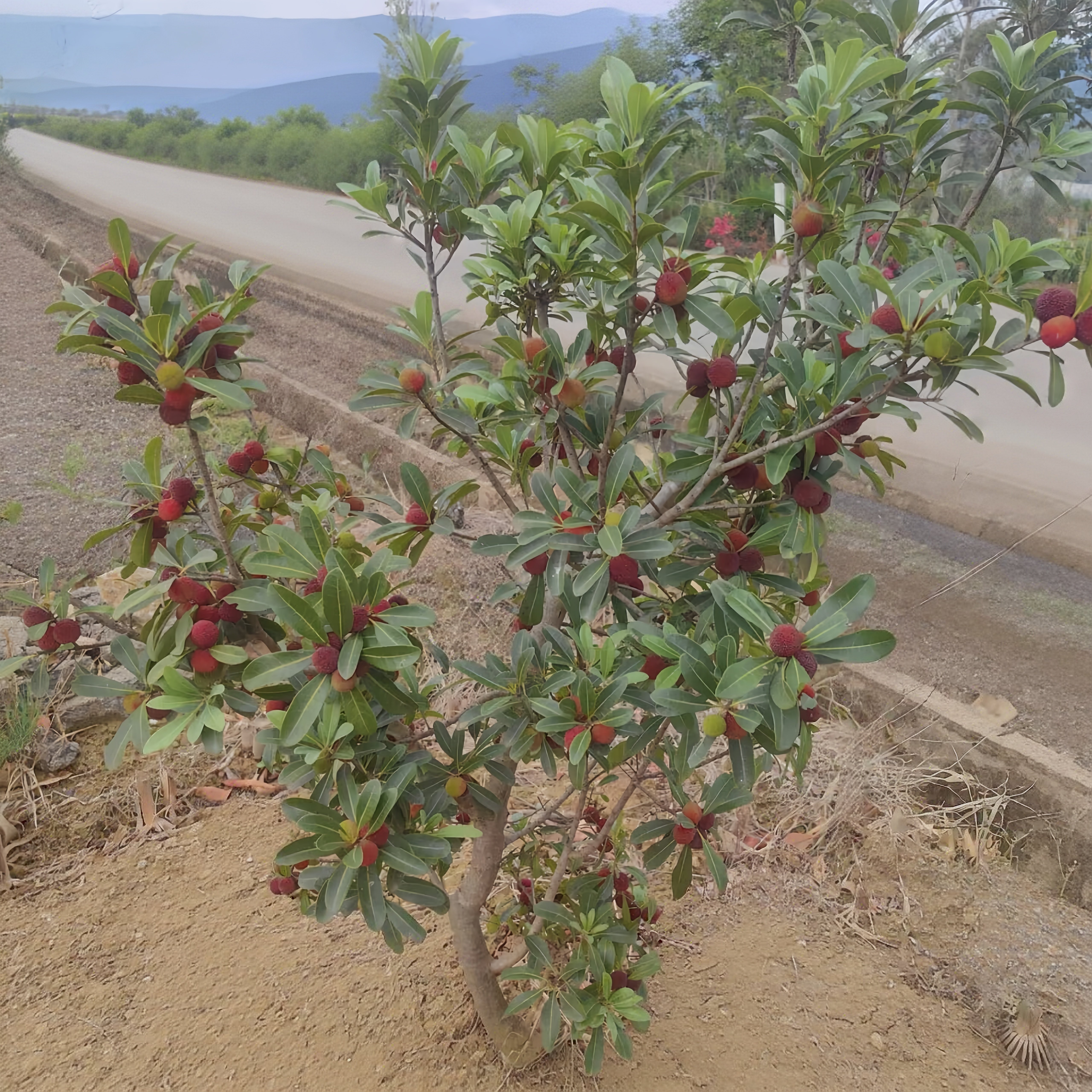 浙江仙居黑炭荸荠杨梅大树苗4年