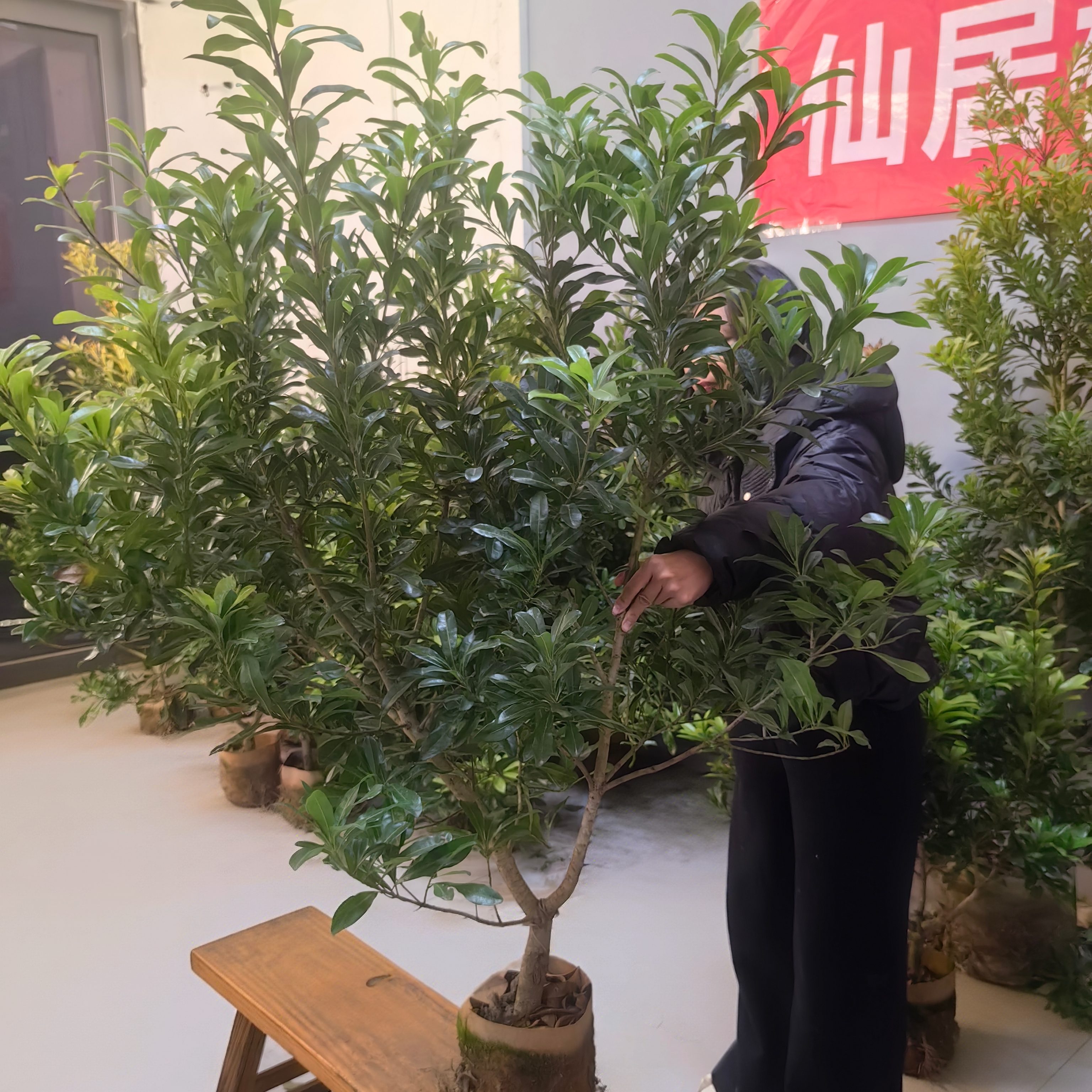 正宗仙居东魁杨梅树苗大树苗大果