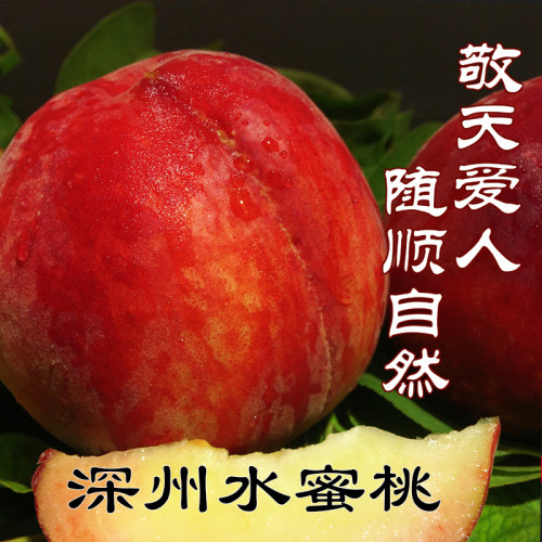 深州水蜜桃河北香甜多汁大毛桃子当季现摘现发新鲜水果老人宝宝吃
