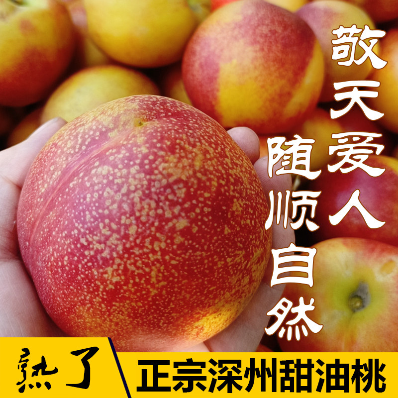 正宗深州甜油桃麻点油桃新鲜水果当季整箱现摘宝宝孕妇吃的无毛桃