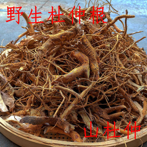 山杜仲根野生福建炖汤泡酒