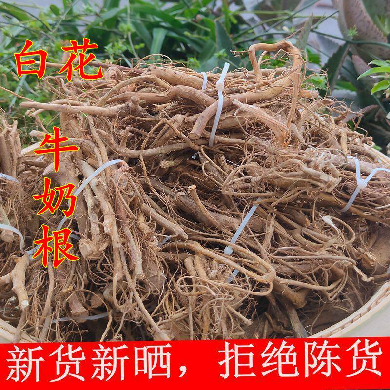 正品福建特产牛奶根野生白花小号牛乳树根煲汤材料新鲜晒干500克