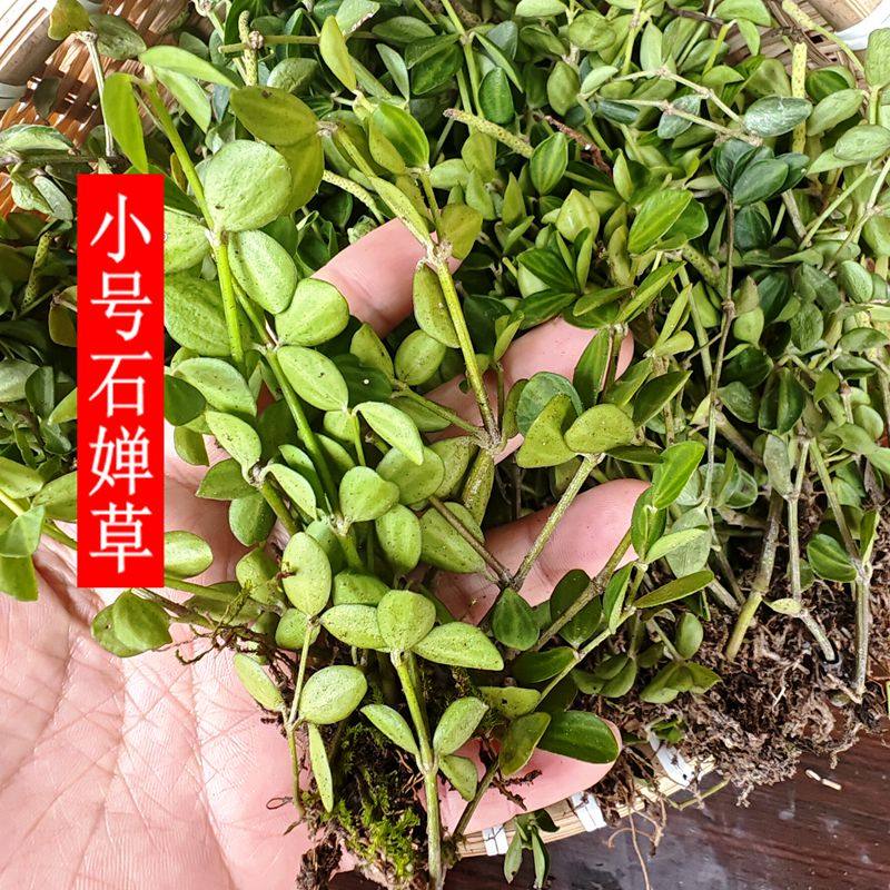 福建新鲜小号石蝉草石禅草火伤叶胡椒草散血胆500克包邮冰箱保鲜