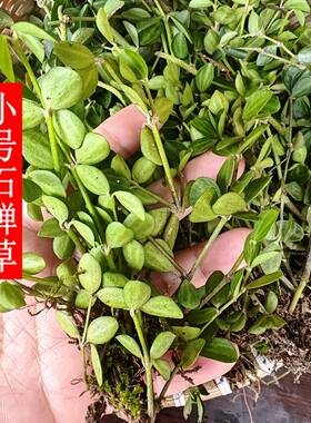 福建新鲜小号石蝉草石禅草火伤叶胡椒草散血胆500克包邮